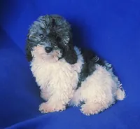 Natalie, a female Poodle - Toy  for sale in Jackson, TN – 1 of 10