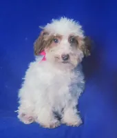 Ellie, a female Poodle - Toy  for sale in Jackson, TN – 6 of 10
