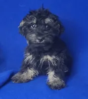 Gavin, a male Schnoodle for sale in Jackson, TN – 8 of 10