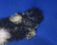 Lindy, a female Yorkipoo for sale in Jackson, TN – 4 of 9