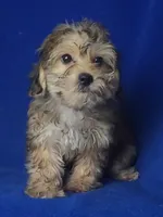 Oakleigh, a female Yorkipoo for sale in Jackson, TN – 5 of 10