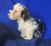 Aria, a female Morkie for sale in Jackson, TN – 4 of 10
