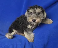 Murphy, a male Yorkipoo for sale in Jackson, TN – 10 of 10