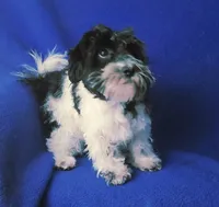 Van, a male Maltipoo for sale in Jackson, TN – 6 of 10