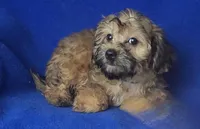 Ollie, a male Yorkipoo for sale in Jackson, TN – 3 of 10