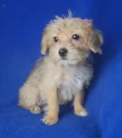 Olive, a female Yorkipoo for sale in Jackson, TN – 5 of 10