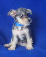 Gigi, a female Schnoodle for sale in Jackson, TN – 3 of 10
