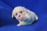 Searcy, a female Poodle - Toy  for sale in Jackson, TN – 9 of 10