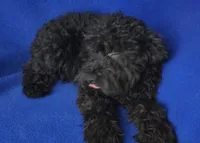 Griffin , a male Schnoodle for sale in Jackson, TN – 5 of 10