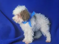 Emmett, a male Poodle - Toy  for sale in Jackson, TN – 4 of 10