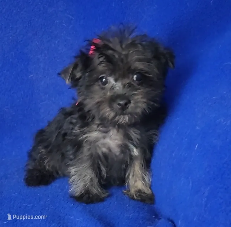 Lyla  – Yorkipoo puppy for sale in Jackson, TN