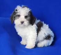 Choco Lainey, a female Yorkipoo for sale in Jackson, TN – Photo 7 of 9