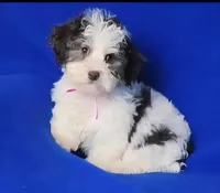 Choco Lainey, a female Yorkipoo for sale in Jackson, TN – Photo 2 of 9