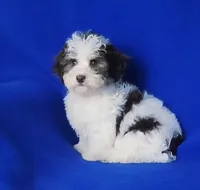 Choco Lainey, a female Yorkipoo for sale in Jackson, TN – Photo 8 of 9