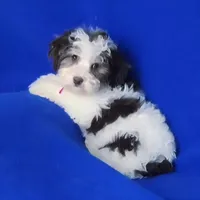 Choco Lainey, a female Yorkipoo for sale in Jackson, TN – Photo 4 of 9