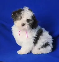 Choco Lainey, a female Yorkipoo for sale in Jackson, TN – Photo 5 of 9