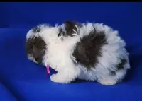 Choco Lainey, a female Yorkipoo for sale in Jackson, TN – Photo 9 of 9