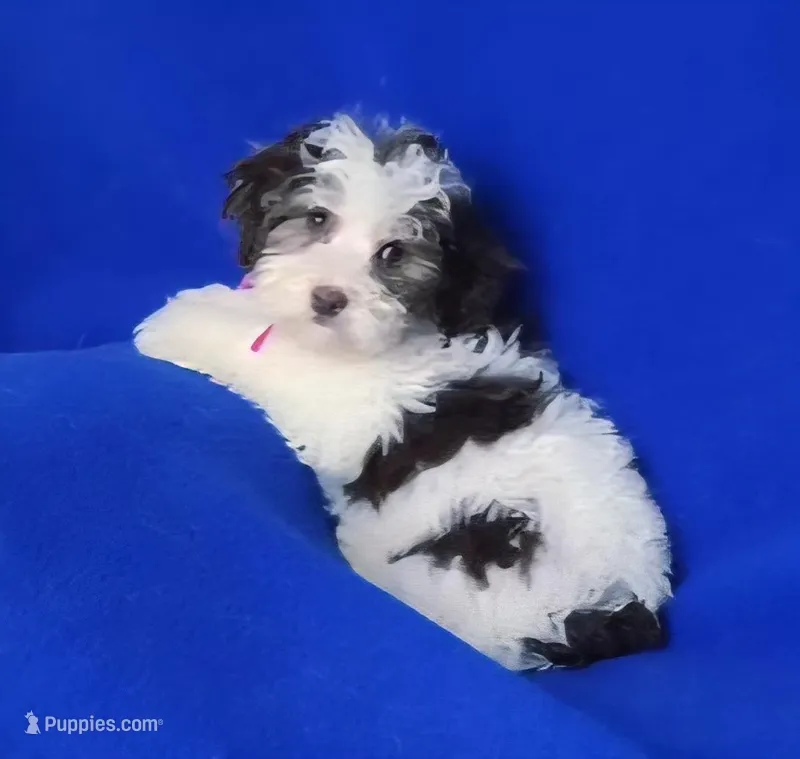 Choco Lainey, a female Yorkipoo for sale in Jackson, TN – Photo 1 of 9