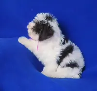 Choco Lainey, a female Yorkipoo for sale in Jackson, TN – Photo 3 of 9