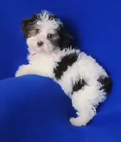 Choco Lainey, a female Yorkipoo for sale in Jackson, TN – Photo 6 of 9