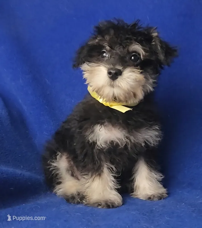 Gregory  – Schnoodle puppy for sale in Jackson, TN