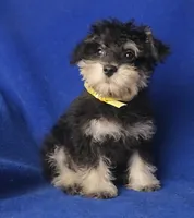 Gregory , a male Schnoodle for sale in Jackson, TN – 1 of 10