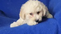 Finn, a male Bichpoo for sale in Jackson, TN – 3 of 10