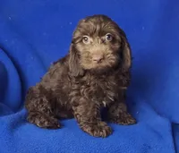 *FLASH SALE* Chocolate Clarissa, a female Cockapoo for sale in Jackson, TN – 2 of 10