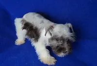 Choco Celine, a female Miniature Schnauzer for sale in Jackson, TN – 6 of 10