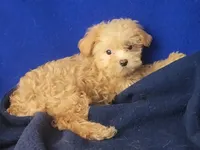 Birdie, a female Yorkipoo for sale in Jackson, TN – 2 of 10