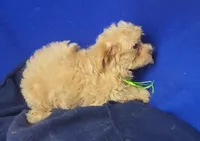 Banjo, a male Yorkipoo for sale in Jackson, TN – 6 of 10