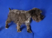 Chocolate Cash, a male Miniature Schnauzer for sale in Jackson, TN – 2 of 10