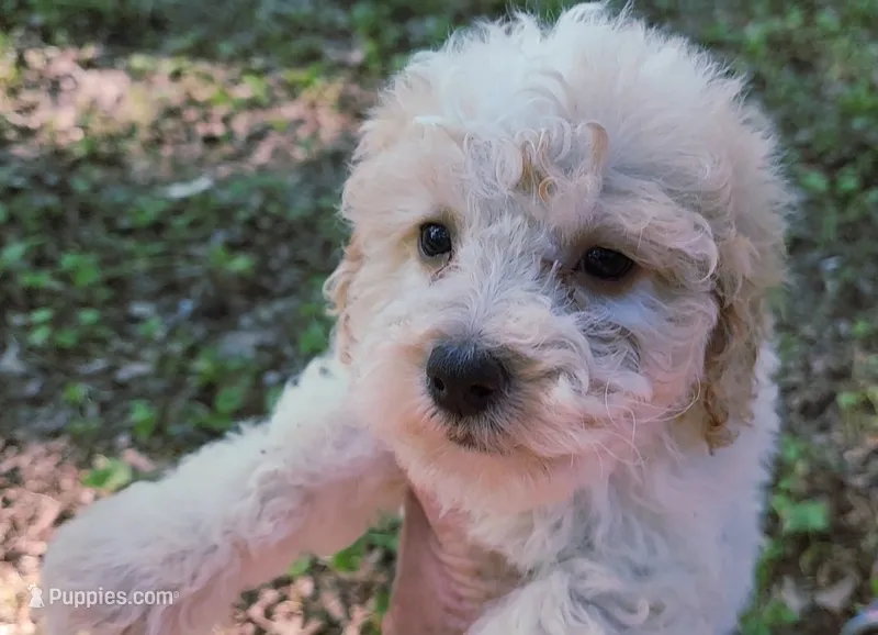 Saylor – Poodle - Toy  puppy for sale in Jackson, TN