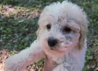 Saylor, a male Poodle - Toy  for sale in Jackson, TN – 1 of 5