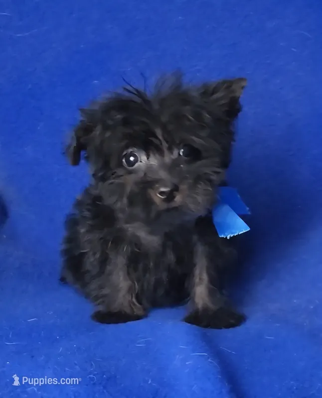 Ledger – Yorkipoo puppy for sale in Jackson, TN