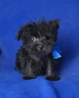 Ledger, a male Yorkipoo for sale in Jackson, TN – 4 of 10