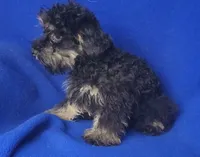 Gavin, a male Schnoodle for sale in Jackson, TN – 2 of 10