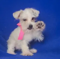 Gertie, a female Schnoodle for sale in Jackson, TN – 1 of 9