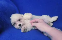 Searcy, a female Poodle - Toy  for sale in Jackson, TN – 3 of 10