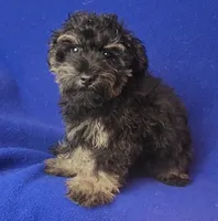 Gavin, a male Schnoodle for sale in Jackson, TN – 4 of 10