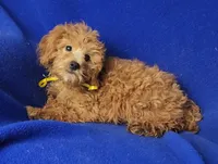 Rosie, a female Cockapoo for sale in Jackson, TN – 7 of 10