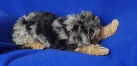Beckham , a male Yorkipoo for sale in Jackson, TN – 3 of 10