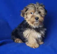 Amelia, a female Morkie for sale in Jackson, TN – 5 of 10