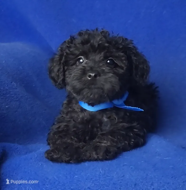 Griffin – Schnoodle puppy for sale in Jackson, TN