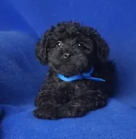 Griffin, a male Schnoodle for sale in Jackson, TN – 1 of 10