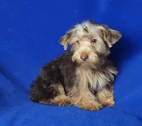Liver Driscoll , a male Yorkshire Terrier for sale in Jackson, TN – 3 of 10