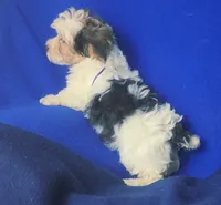 Spencer, a male Shichon for sale in Jackson, TN – 6 of 10