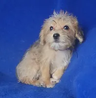 Olive, a female Yorkipoo for sale in Jackson, TN – 6 of 10