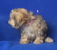 Oakleigh, a female Yorkipoo for sale in Jackson, TN – 10 of 10