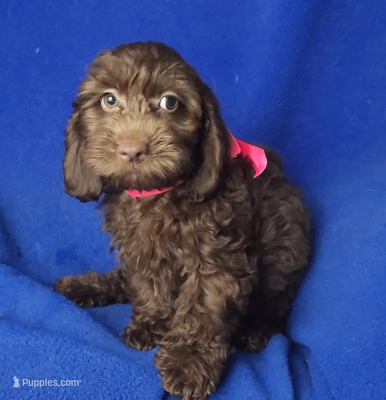 Chocolate Clarissa – Cockapoo puppy for sale in Jackson, TN